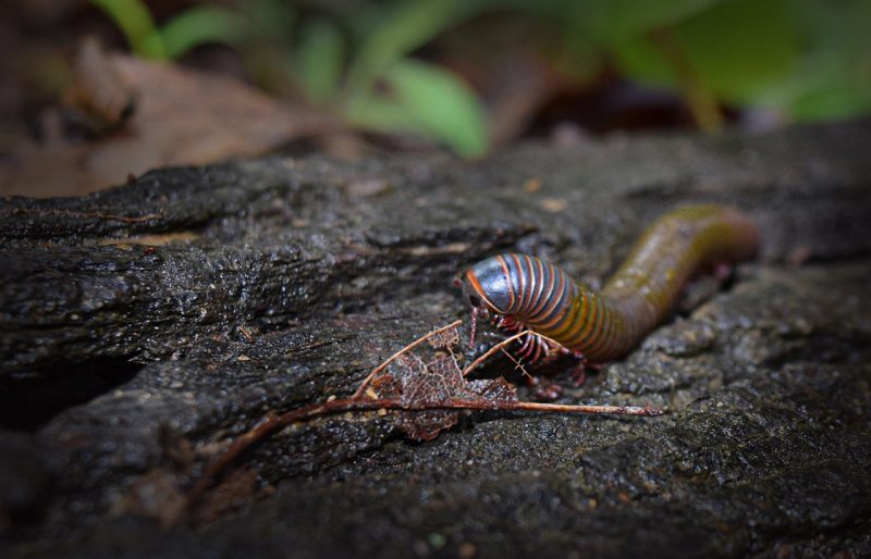 Commercial pesticides for centipedes.