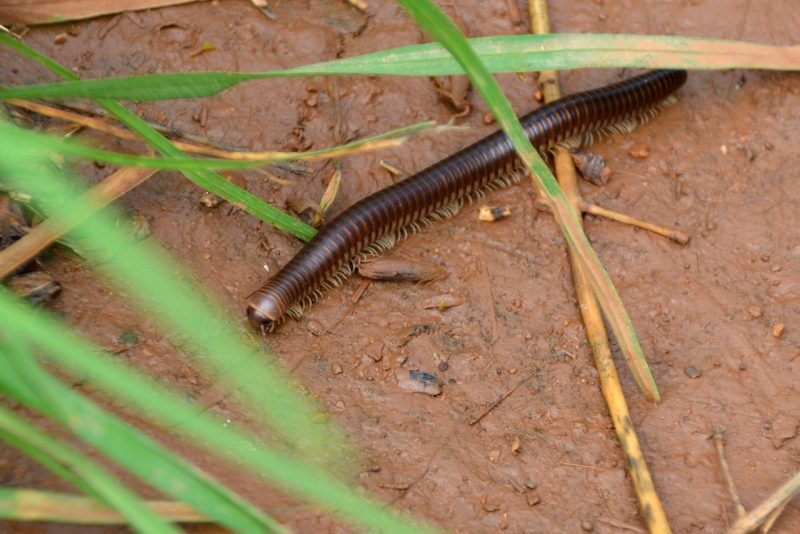 How to get rid of centipedes outdoors.
