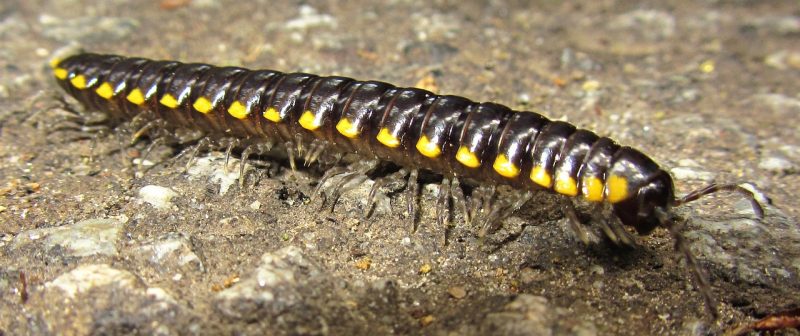 Natural DIY centipede repellent.