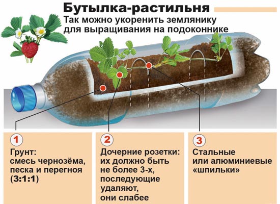 Пластиковая бутылка с клубникой