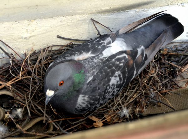 Гнездо голубя на балконе