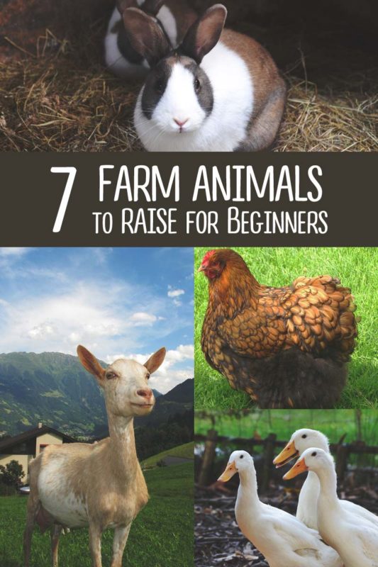 7 Best Farm Animals to Raise