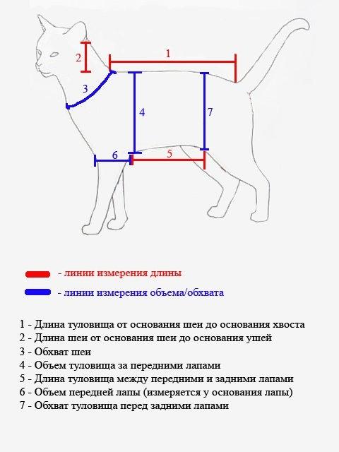 Как правильно снять мерки с животного