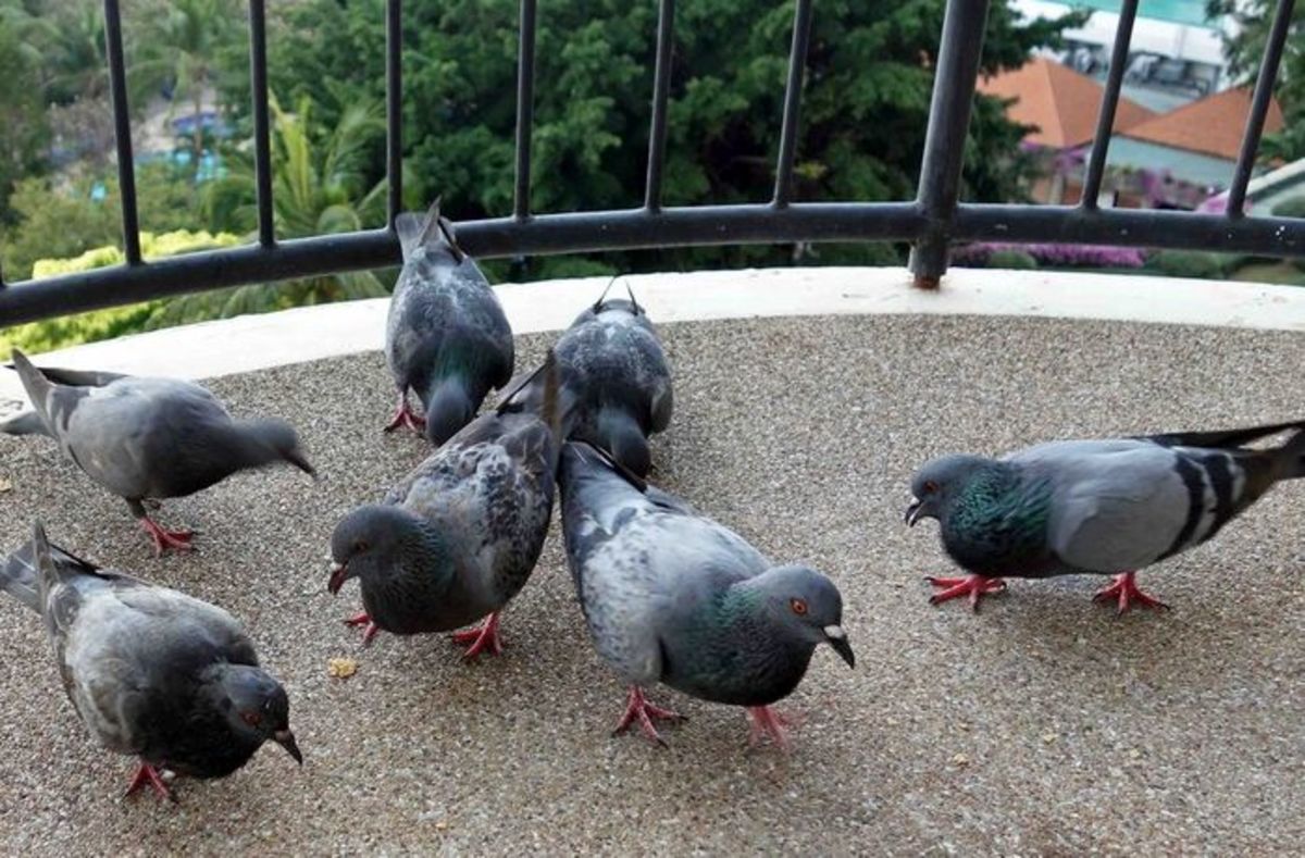 голуби на балконе дома