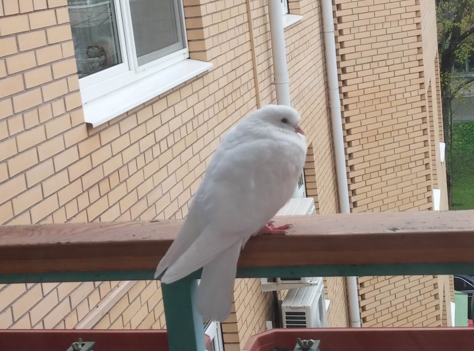 голуби на балконе и окне