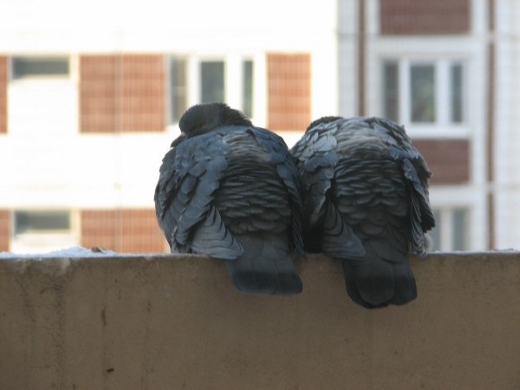 голуби на балконе квартиры