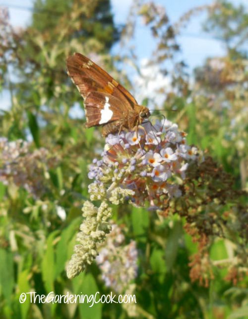 Butterfly bushes attract butterflies in droves