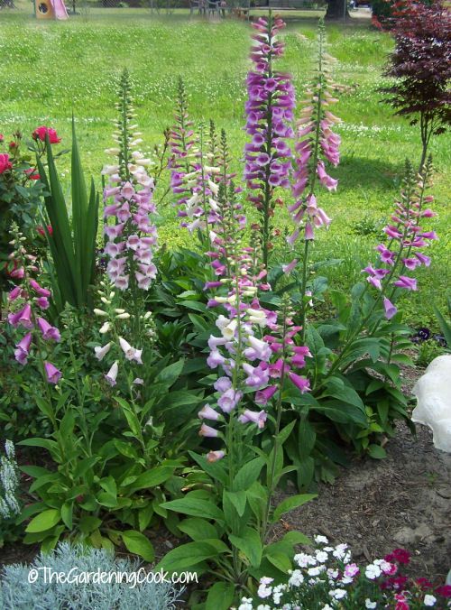 Foxgloves are a great addition to a cottage garden
