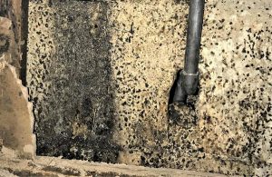 How-To-Remove-Mold-from-Cement