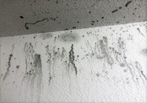 How-To-Remove-Mold-from-Painted-Wall