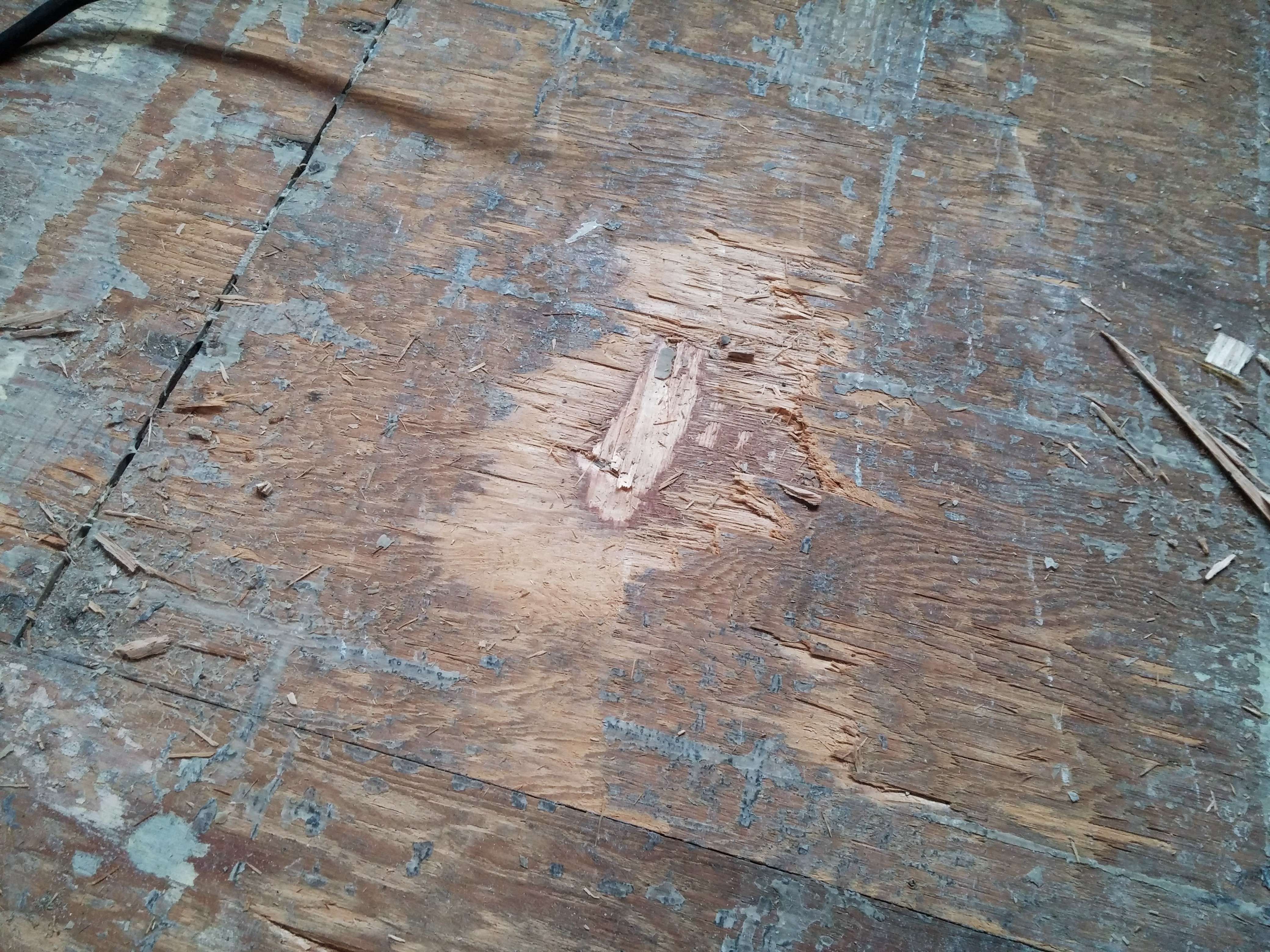 Gouge in Plywood Floor From Being Too Aggressive with the Removal
