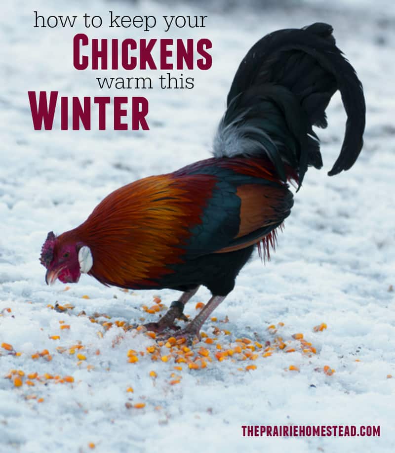 How to Keep Chickens Warm This Winter